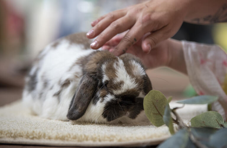 Castiel, a 2-year-old Holland Lop rabbit, relaxes on a table while receiving pets Wednesday, Aug. 9, 2023, at the Clark County Fair.