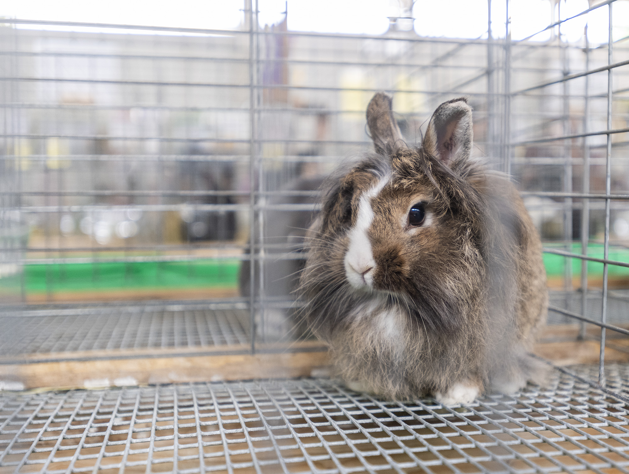 Box, a senior doe lionhead rabbit, sits in her kennel Wednesday, Aug. 9, 2023, at the Clark County Fair.