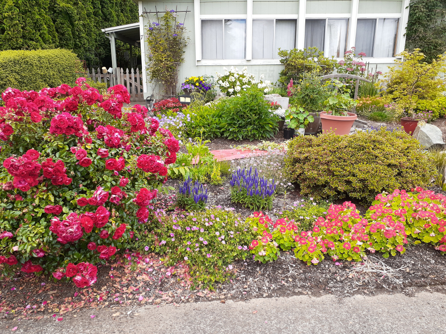 Paint the Town, the rose on the left, makes a beautiful landscape display.