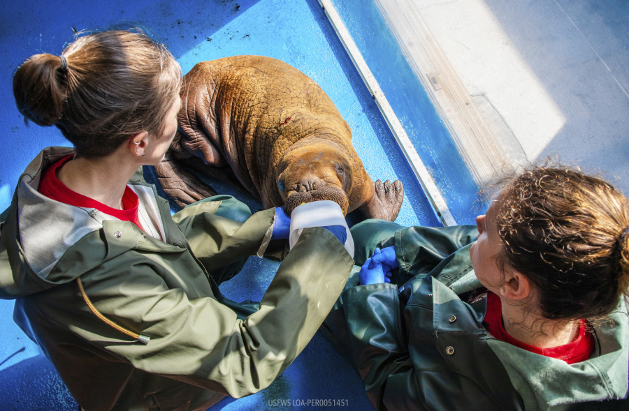 In this photo provided by the Alaska SeaLife Center, Wildlife Response Animal Care Specialists Halley Werner, left, and Savannah Costner feed formula to a male Pacific walrus calf who arrived as a patient in Seward, Alaska, on Tuesday, August 1, 2023. A walrus calf found by oil field workers in Alaska about 4 miles (6.4 kilometers) inland is under 24-hour care as the Alaska SeaLife Center nurses it back to health. The male Pacific walrus was transported across the state Tuesday from the North Slope to Seward in south-central Alaska, where the Alaska SeaLife Center is based.