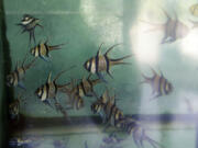 FILE - Banggai cardinalfish swim in a tank at an export warehouse in Denpasar, Bali, Indonesia, April 12, 2021. The federal government is looking to ban importation and exportation of the species of tropical fish that conservation groups have long said is exploited by the pet trade.