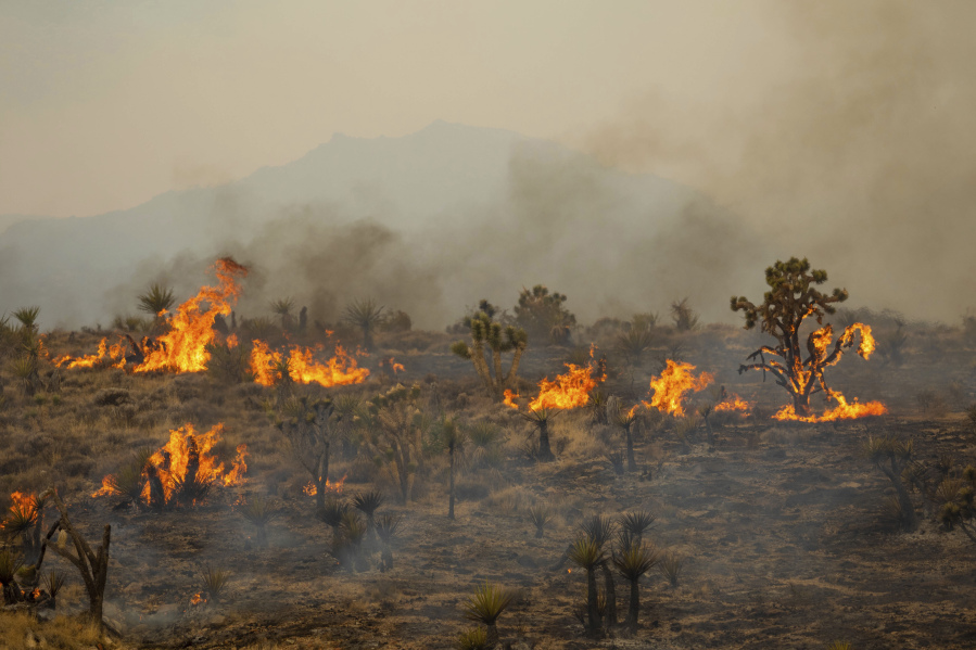 Joshua Trees burn in the York Fire, Sunday, July 30, 2023, in the Mojave National Preserve, Calif. Crews battled "fire whirls" in California's Mojave National Preserve this weekend as a massive wildfire crossed into Nevada amid dangerously high temperatures and raging winds.