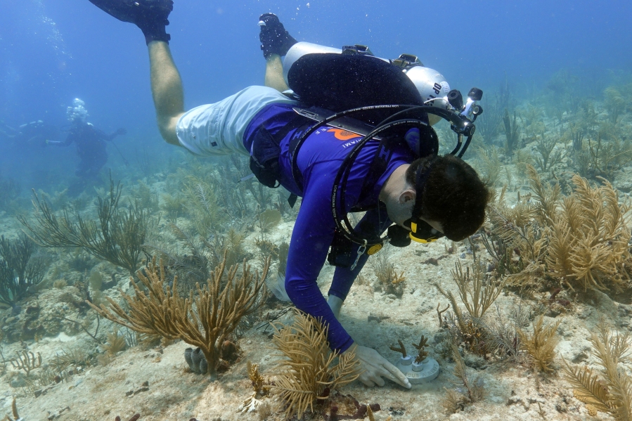 University of Miami Rosenstiel School of Marine, Atmospheric, and Earth Science senior research associate Dalton Hesley cements coral fragments to the reef, Friday, Aug. 4, 2023, on Paradise Reef near Key Biscayne, Fla. Scientists from the University of Miami Rosenstiel School of Marine, Atmospheric, and Earth Science established a new restoration research site there to identify and better understand the heat tolerance of certain coral species and genotypes during bleaching events.