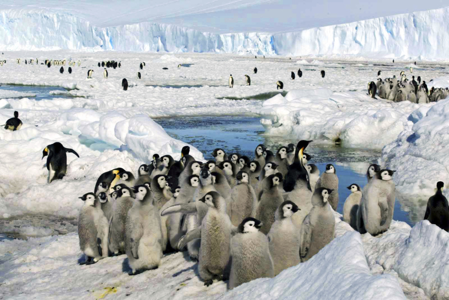 Emperor penguin chicks stand together in Antarctica on Dec. 21, 2005. The loss of ice in a region near Antarctica's Bellingshausen Sea in 2022 likely resulted in none of the emperor penguin chicks surviving in four colonies in that area, researchers reported Thursday in Nature Communications Earth and Environment.