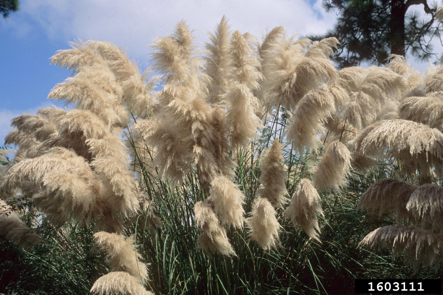Pampas grass (Cortaderia selloana), an invasive, nonnative plant that is highly-flammable.