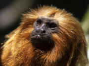 FILE - A golden lion tamarin sits in a tree in the Atlantic Forest region of Silva Jardim, Rio de Janeiro state, Brazil, Friday, July 8, 2022. There are now more golden lion tamarins bounding among branches of the Brazilian rainforest than any other time since modern conservation efforts to save the species started in the 1970s, a new survey released Tuesday, Aug. 1, 2023, reveals.