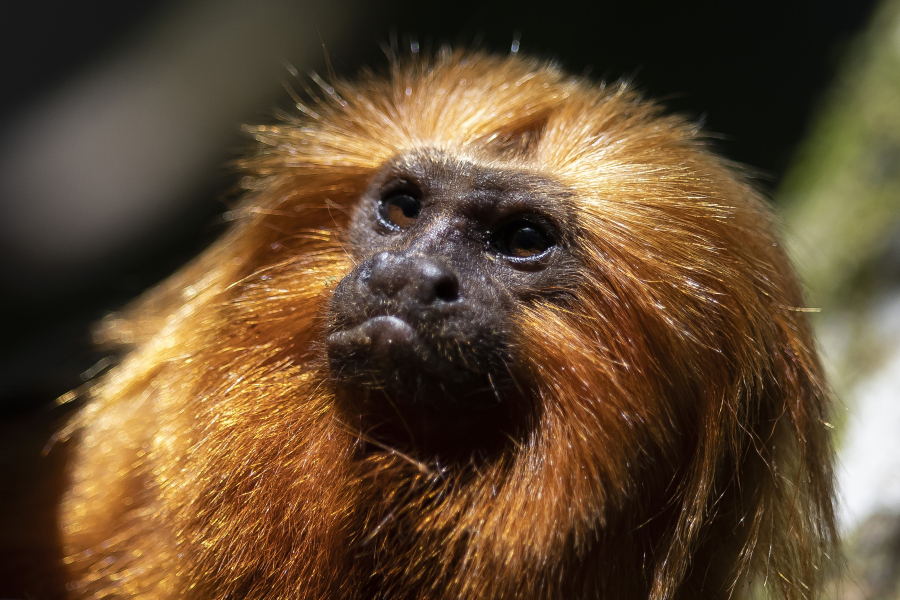 FILE - A golden lion tamarin sits in a tree in the Atlantic Forest region of Silva Jardim, Rio de Janeiro state, Brazil, Friday, July 8, 2022. There are now more golden lion tamarins bounding among branches of the Brazilian rainforest than any other time since modern conservation efforts to save the species started in the 1970s, a new survey released Tuesday, Aug. 1, 2023, reveals.