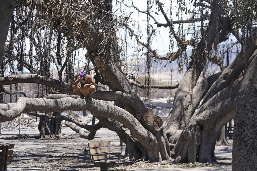 FILE - A man reacts as he sits on the Lahaina historic banyan tree damaged by a wildfire on Aug. 11, 2023, in Lahaina, Hawaii. With a housing crisis that has priced out many Native Hawaiians as well as families that have been there for decades, concerns are rising that Maui could become the latest example of "climate gentrification," when it becomes harder for local people to afford housing in safer areas after a climate-amped disaster.