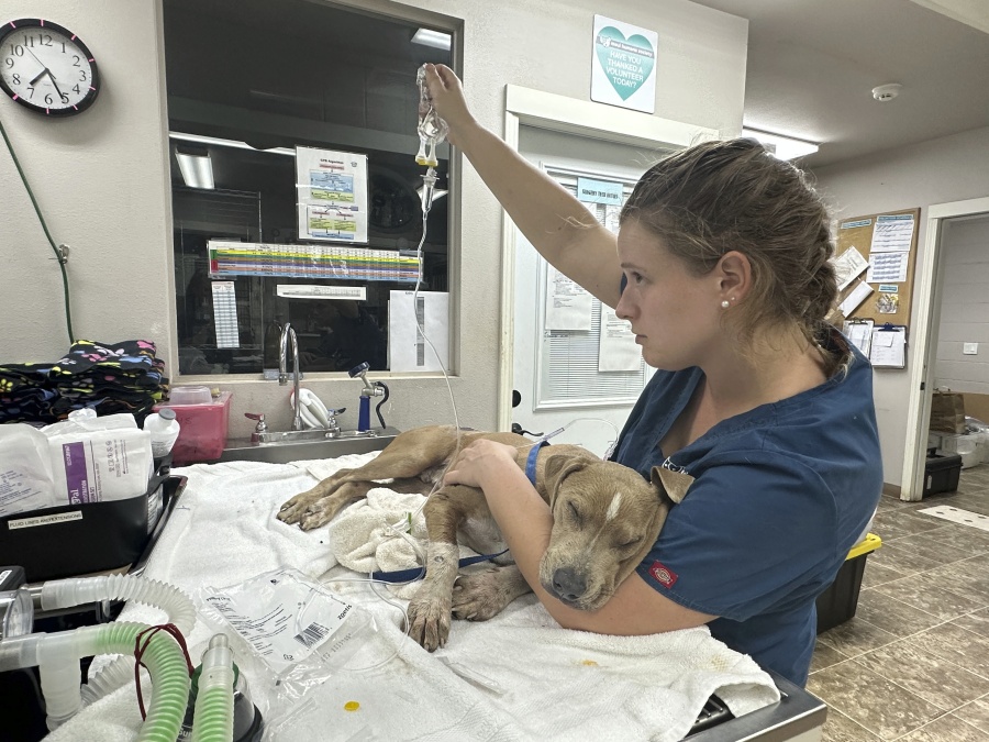 An injured dog is treated Aug. 9 at Maui Humane Society in Lahaina, Hawaii. The Maui Humane Society is treating dogs, cats, chickens, pigs and other animals that were badly burned while fleeing the wildfires.