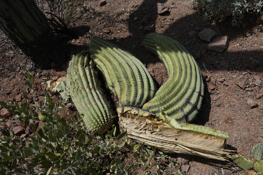 A damaged saguaro cactus lost multiple arms at the Desert Botanical Garden Wednesday, Aug. 2, 2023, in Phoenix. (AP Photo/Ross D.