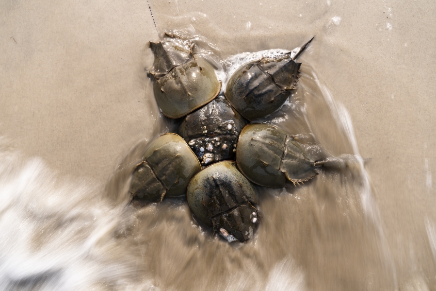FILE - Horseshoe Crabs gather at Pickering Beach in Dover, Del., June 11, 2023. In a ruling Monday, Aug. 7, the federal government is shutting down the harvest of horseshoe crabs in a national wildlife refuge during the spawning season to try to give the animal a chance to reproduce. Fishermen harvest horseshoe crabs so the animals can be used as bait and so their blood can be used to make medical products.