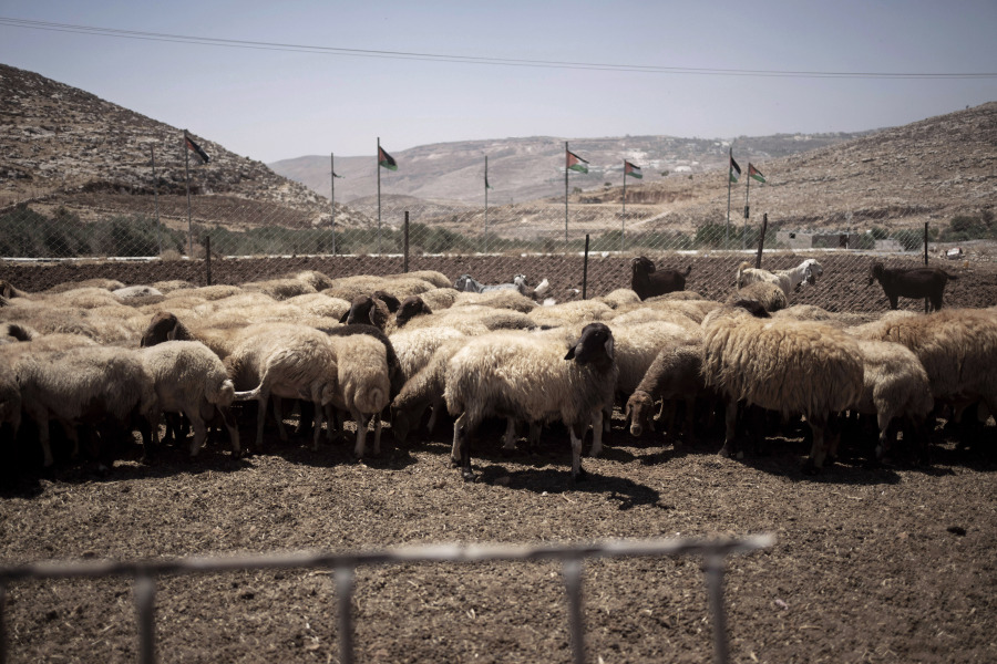 Sheep who were evacuated from the West Bank Palestinian Bedouin village of of al-Qabun, rest in their new enclosure in a nearby hamllet, Wednesday, Aug. 9, 2023. The exodus from al-Qabun, northwest of the city of Ramallah represents the third case over four months in which mounting settler violence has emptied an entire Palestinian community.