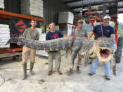 The alligator sport hunting team made up of, from left, Tanner White, tag-holder Donald Woods, Will Thomas and Joey Clark, hoist, with the help of a forklift, the longest alligator officially harvested in Mississippi, on Saturday at Red Antler Processing in Yazoo City, Miss.