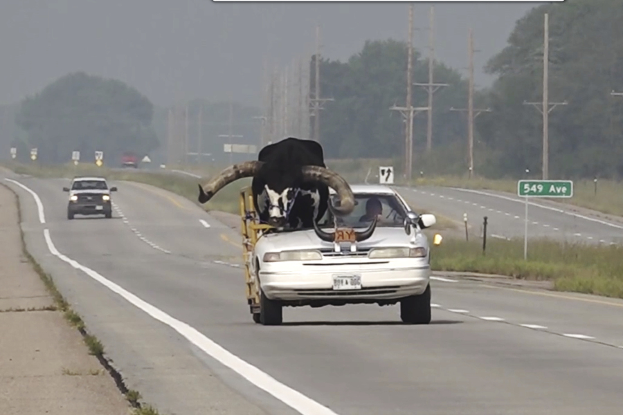 This photo provided by News Channel Nebraska, a Watusi bull named Howdy Doody rides in the passenger seat of a car owned by Lee Meyer on Wednesday, Aug. 30, 2023 in Norfolk, Neb.   The car that Meyer has been driving in parades across the area for years has half the windshield and roof removed to make room for his bull to ride along.