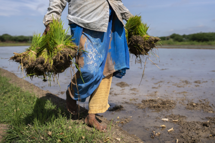 FILE- A woman carries rice saplings for replanting in a paddy field that is grown through natural farming methods at Hampapuram village in Anantapur district in the southern state of Andhra Pradesh, India, Sept. 15, 2022. Countries worldwide are scrambling to secure rice after a partial ban on exports by India cut supplies by roughly a fifth. Even before India's restrictions, countries already were frantically buying rice in anticipation of scarcity later when the El Nino hit, creating a supply crunch and spiking prices.