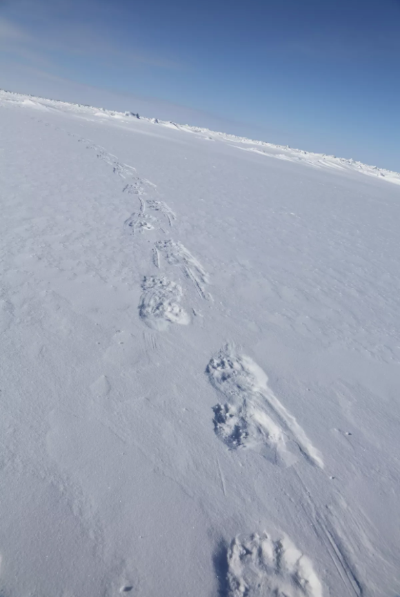 Polar bear footprints on the shorefast sea ice north of Utqiagvik, Alaska.