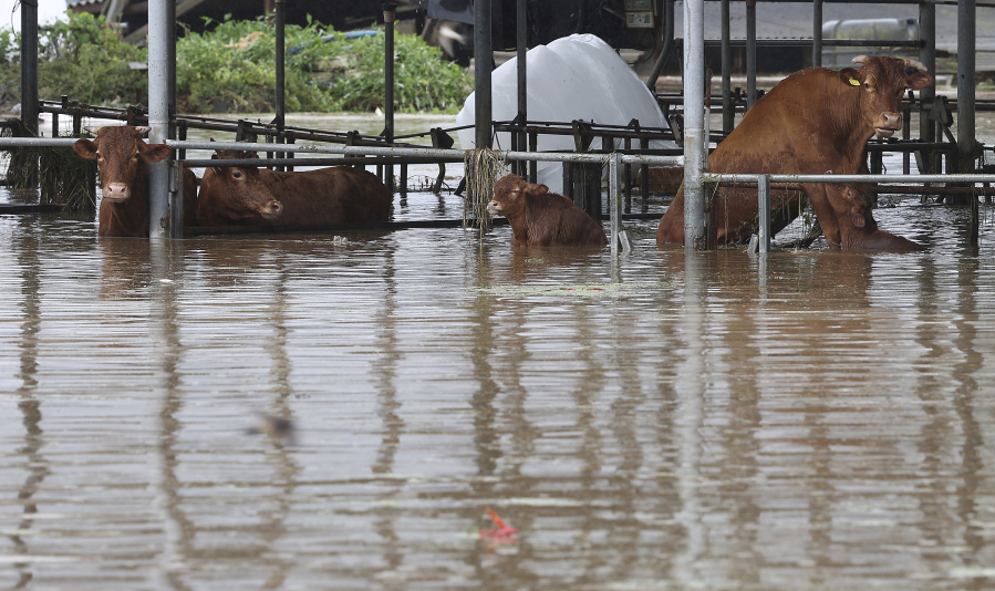 Cows are partially submerged in floodwaters caused by the tropical storm named Khanun in Daegu, South Korea, Thursday, Aug. 10, 2023. Khanun was pouring intense rain on South Korea on Thursday, turning roads into chocolate-colored rivers as it advanced north toward major urban centers near the capital.