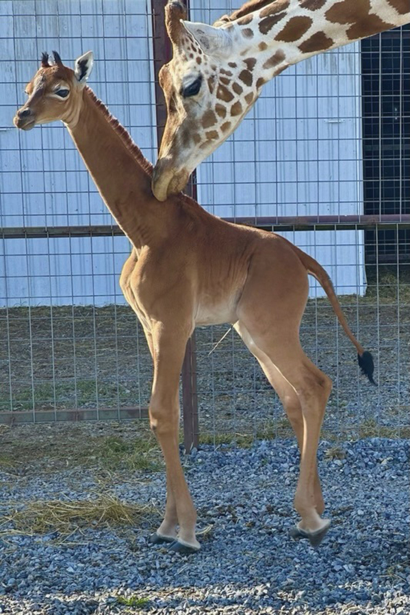 A plain brown female reticulated giraffe was born on July 3 at a family-owned zoo in Tennessee.