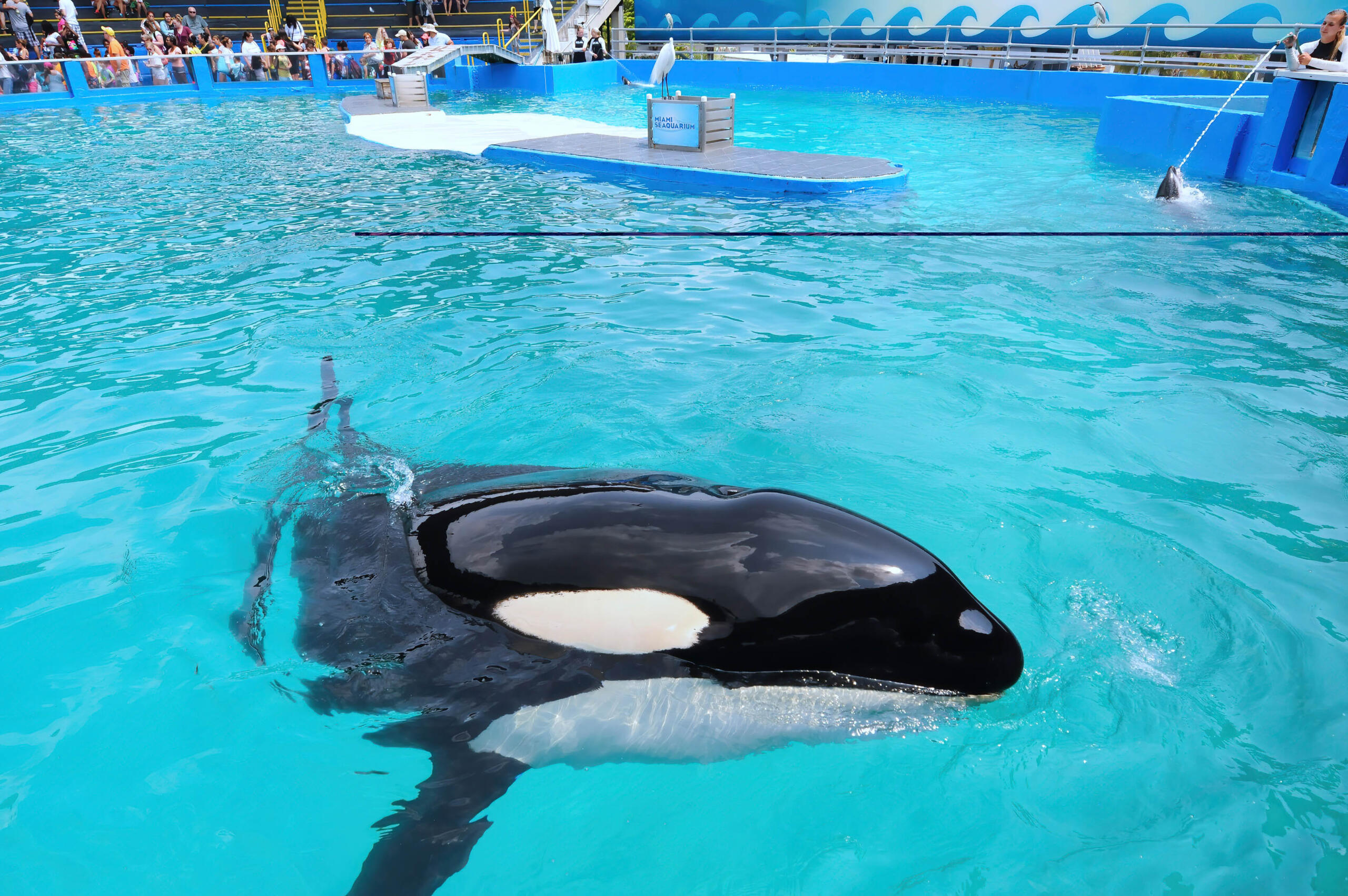 In this photo from March 26, 2015, killer whale Lolita performs at Miami Seaquarium in Key Biscayne. The orca, who has been in captivity since 1970, and was the oldest killer whale in captivity, died on August 18, 2023 as officials were preparing to send her back to her home waters in the Pacific Northwest.