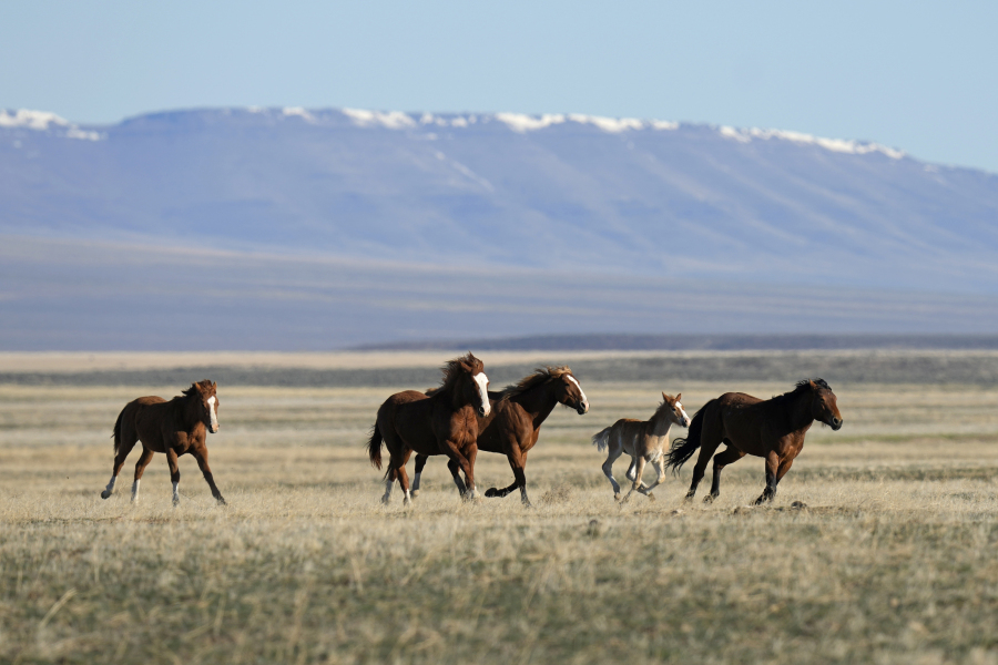 FILE - Wild horses gallop on the Fort McDermitt Paiute-Shoshone Indian Reservation on April 25, 2023, near McDermitt, Nev. A judge has asked federal land managers to explain by Monday, Aug. 7, 2023, why they should be allowed to continue capturing more than 2,500 wild horses in northeastern Nevada -- a roundup opponents say is illegal and has left 31 mustangs dead in 26 days.
