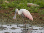 A roseate spoonbill pictured at Ken Euers Nature Area on July 31 in Green Bay, Wis. The bird, common in Florida, Texas and South America, hasn't been seen in Wisconsin in 178 years.