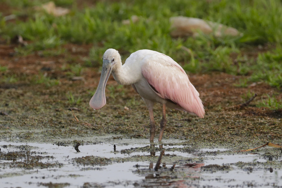 A roseate spoonbill pictured at Ken Euers Nature Area on July 31 in Green Bay, Wis. The bird, common in Florida, Texas and South America, hasn't been seen in Wisconsin in 178 years.