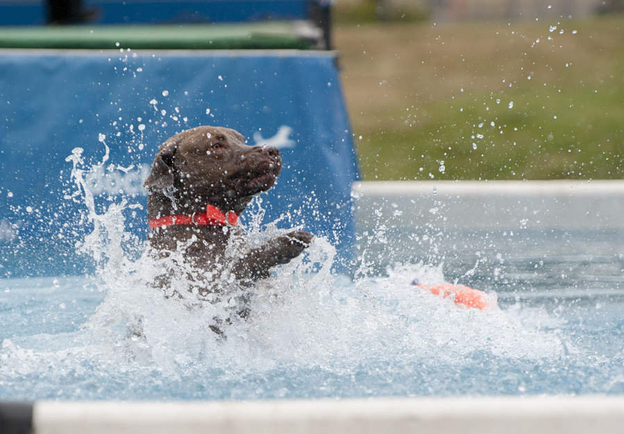 Dock Dogs, along with other doggy fun, will coalesce in DogTown near the east gate at the Clark County Fairgrounds with events from 11 a.m. to 7 p.m. daily.