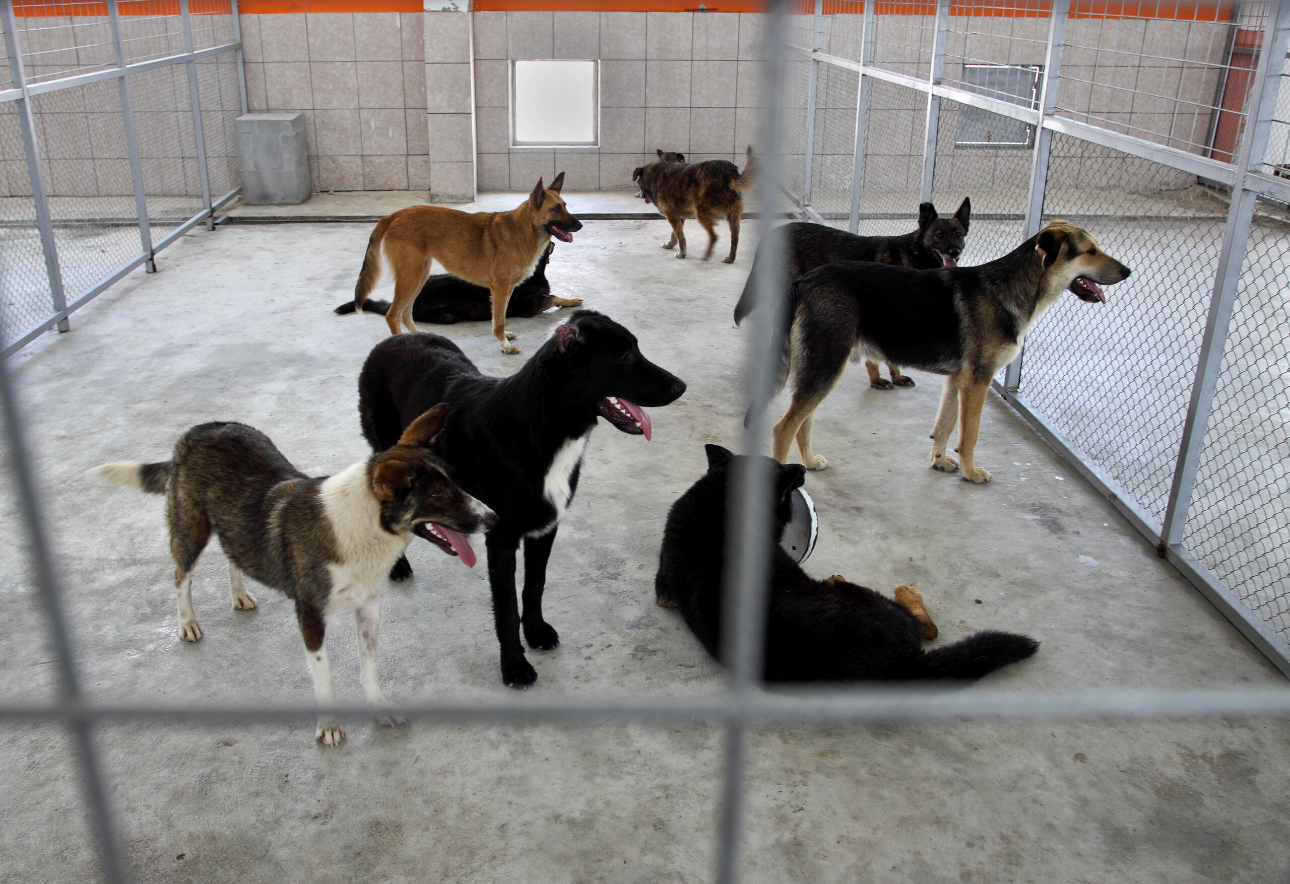 The Vancouver City Council is voting on several changes to rules for dog kennels and shelters in the area, specifically allowing inclusion of dog day care activities, establishing a maximum cap of 175 dogs and prohibiting breeding.