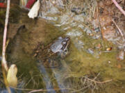 The California red-legged frog is a threatened species that resides in the Tahoe National Forest.