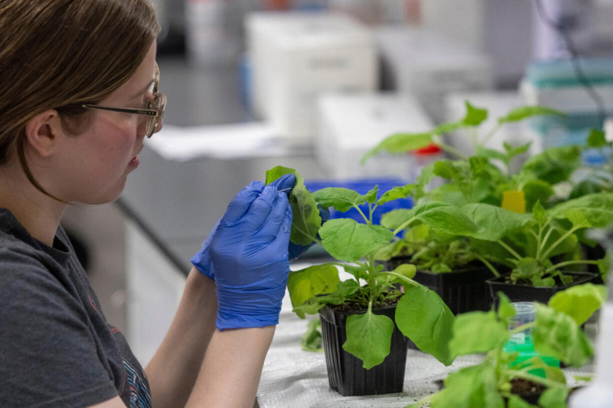 Alyssa Stoner inoculates a tobacco plant at Pairwise in Research Triangle Park, N.C.