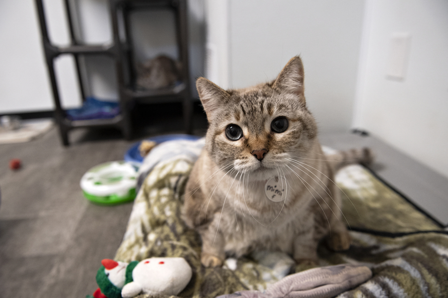 Mimi, a cat at the West Columbia Gorge Humane Society, relaxes at the animal shelter in February.