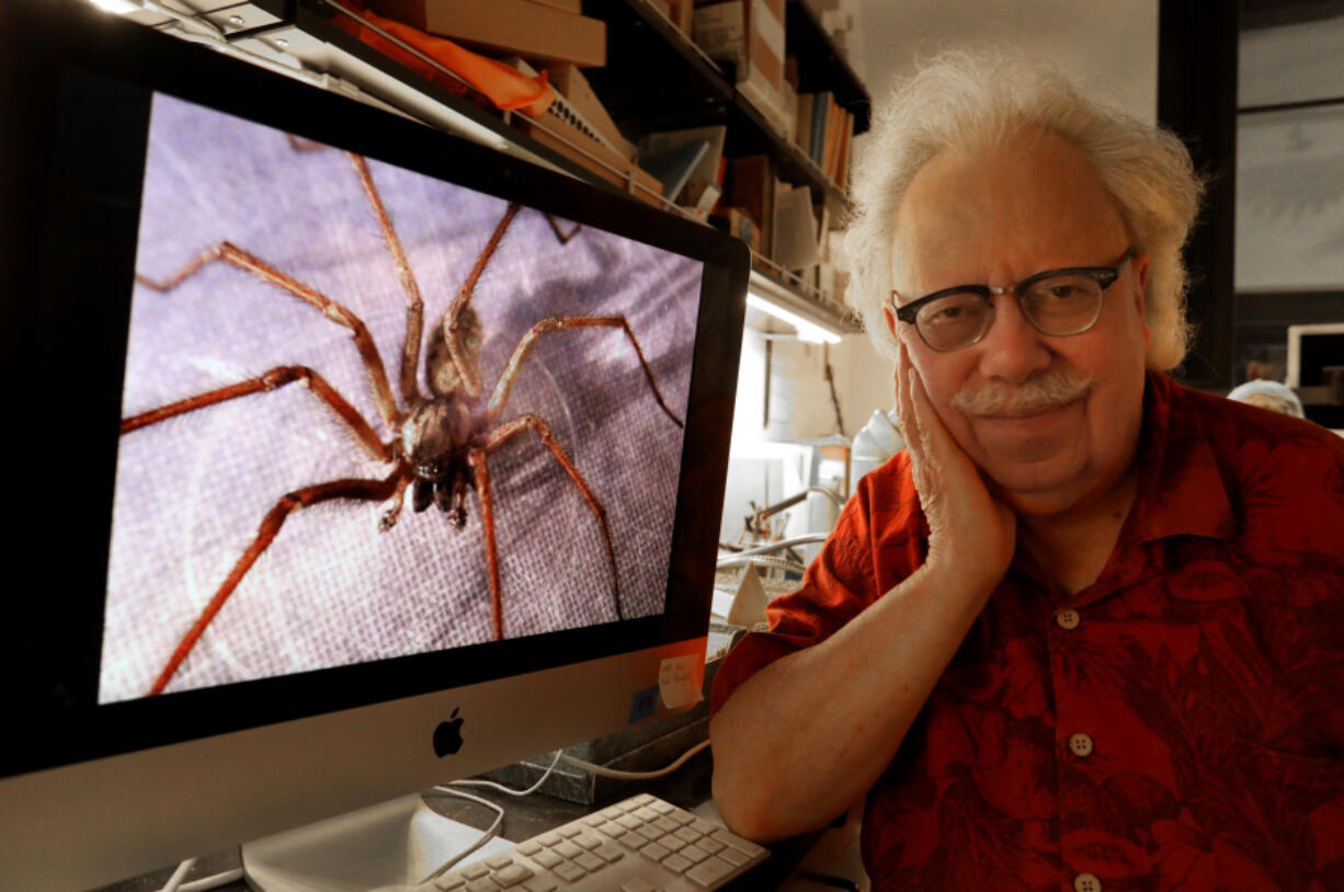 Spider expert Rod Crawford sits Aug. 20 in his lab at the University of Washington Burke Museum in Seattle. Crawford took the photo of the giant house spider that fills his screen. The giant house spider matures in August and goes in search of a mate, leading many people to see "more" of them in their living spaces.