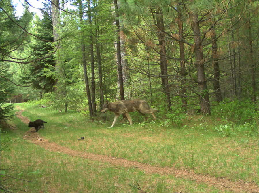 Two members (one subadult and one pup) of the Catherine Pack on private property in eastern Union County in May 2017.