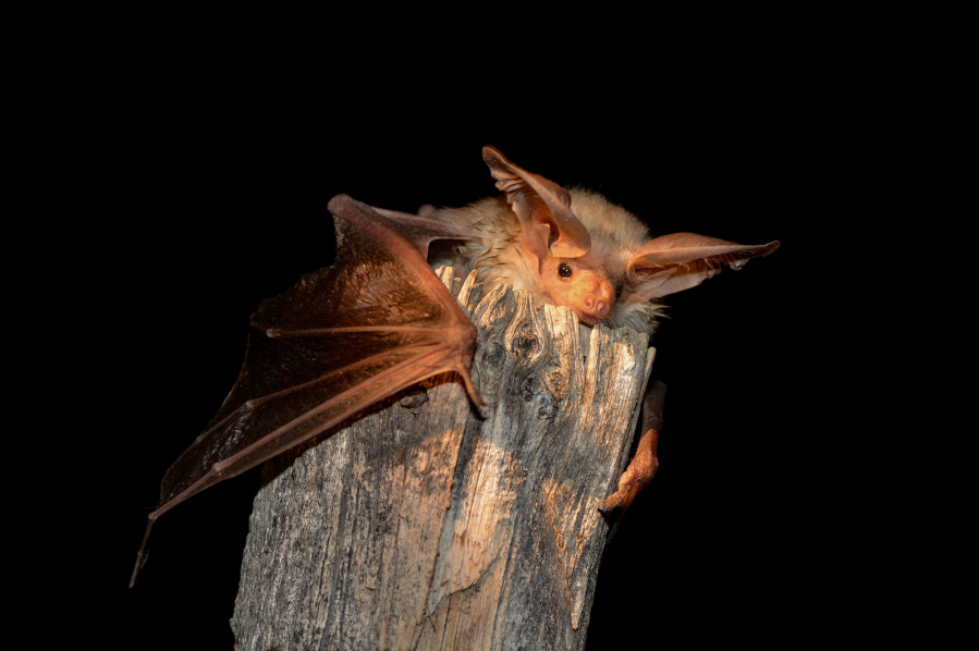A bat is photographed during a study conducted by the Utah Division of Wildlife Resources.