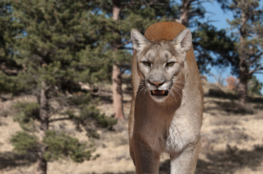 Run-ins with mountain lions are rare but if you spot a mountain lion in the wild, try to stay calm and remember that they are not likely to attack.