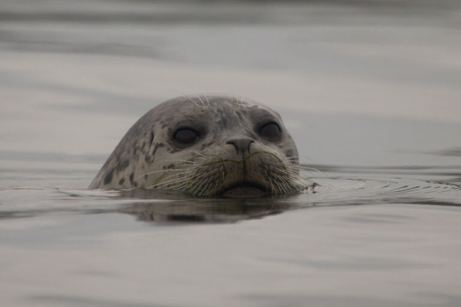 Three harbor seals in the Port Townsend area likely have been infected with bird flu, officials said. (peter pearsall/U.S.