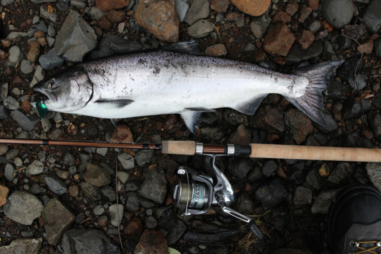 A fall Chinook that fell for a spoon at the mouth of a Columbia River tributary. Anglers in the Vancouver area are getting fall salmon in the local hog lines.