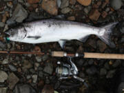 A fall Chinook that fell for a spoon at the mouth of a Columbia River tributary. Anglers in the Vancouver area are getting fall salmon in the local hog lines.