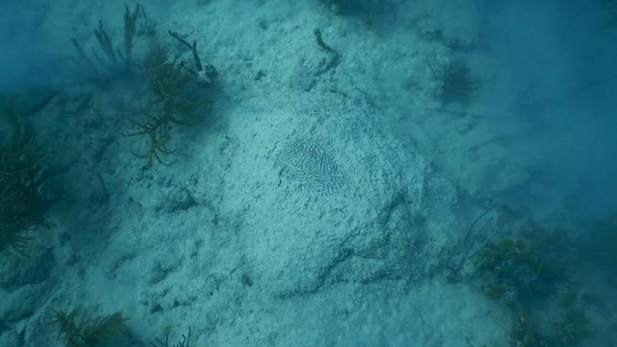 The skeleton of a dead coral, smothered by sediment raised by the dredging of Port Miami.