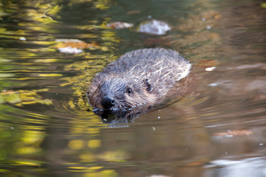 Since the mid- to late 1800s, when California beavers were pushed nearly to extinction by the fur trade, the semi-aquatic rodents have made small inroads into the Bay Area and other regions.