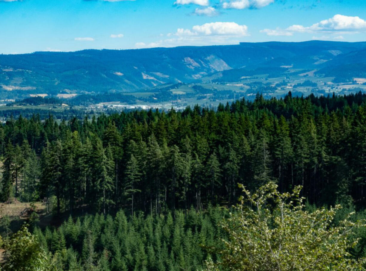 Standing by: Climate change may be changing the way officials decide to do business at the Hood River County tree farm.