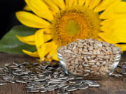 Today, there are two basic varieties of commercial sunflowers: one that produces the typical black-and-white striped seeds we eat for snacks, and another that bears smaller black seeds used to make oil.