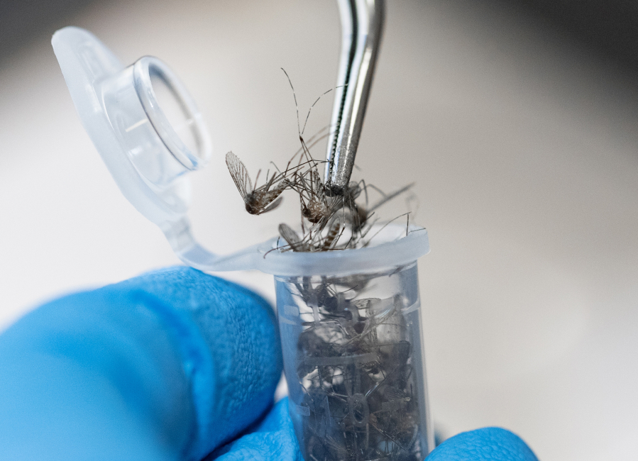 Benton County Mosquito Control District surveillance technician Kylie Morgan inserts dead mosquitoes into vials so that they can be tested for West Nile virus, among other diseases, Thursday, Sept. 7, 2023, in Richland, Washington.