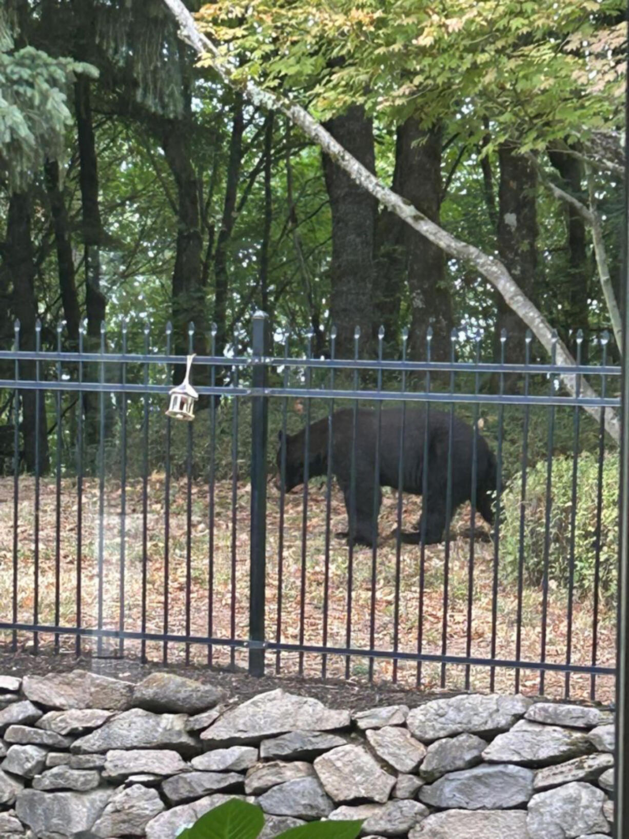 A resident spotted this black bear Wednesday morning from their yard near Lacamas Lake.