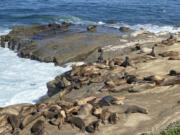 Sea lions congregate at Point La Jolla in San Diego County.