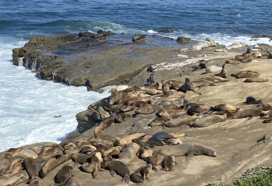 Sea lions congregate at Point La Jolla in San Diego County.