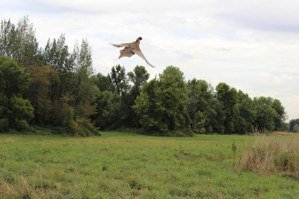 A rooster pheasant climbs skyward as he is released onto the Shillapoo State Wildlife Area. The Vancouver Wildlife League and Washington Department of Fish &amp; Wildlife are hosting a youth hunt on Sept. 16-17, 2023, in the Vancouver area.