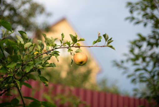 Is eat fruit off a neighbor's tree theft?