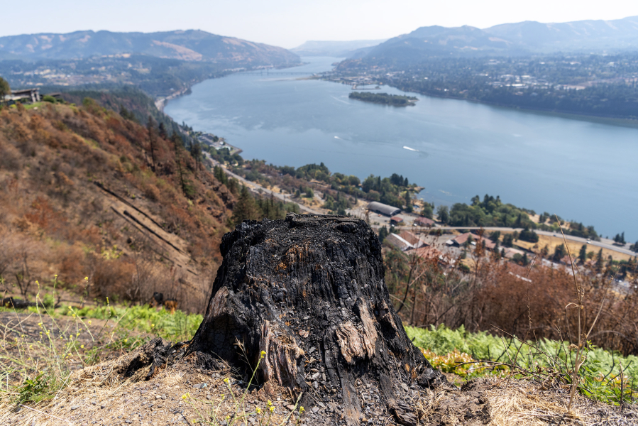 A charred stump sits atop the hillside on Mike Mullett's property above the site of the Tunnel Five Fire in Underwood. When designing his home, Mullett incorporated fire safety principles into its fabric, something he is convinced spared it from burning.