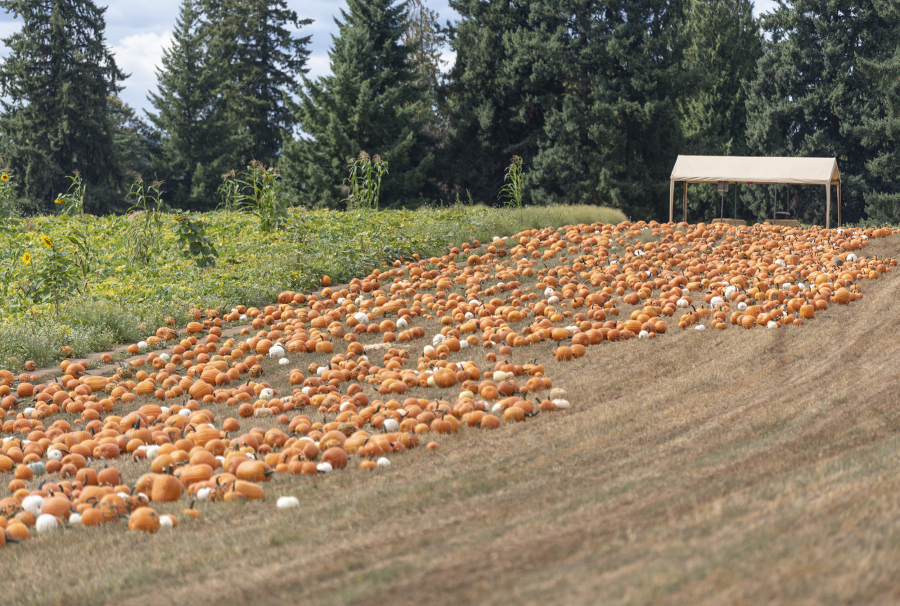 Because of an ongoing battle over water rights, Bi-Zi Farms in Brush Prairie had to purchase rather than grow the pumpkins needed for the farm's annual pumpkin patch.